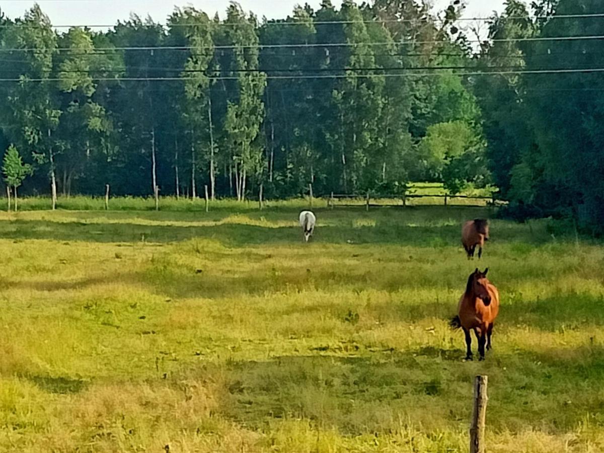 Sosnowa Polana Białowieża Exteriér fotografie